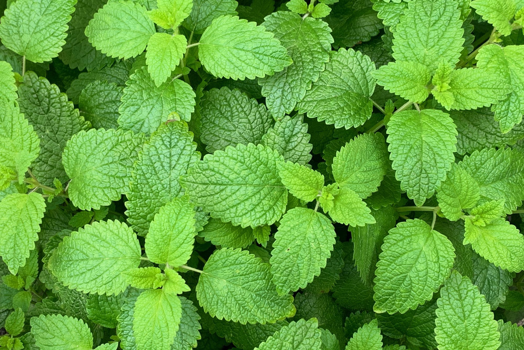 Lemon Balm Plant