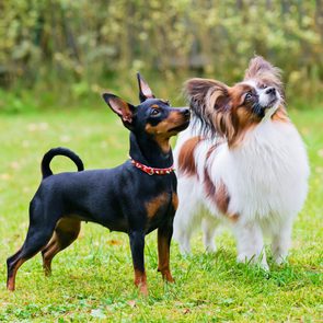 Two small dogs stand attentively on green grass, surrounded by blurred trees.