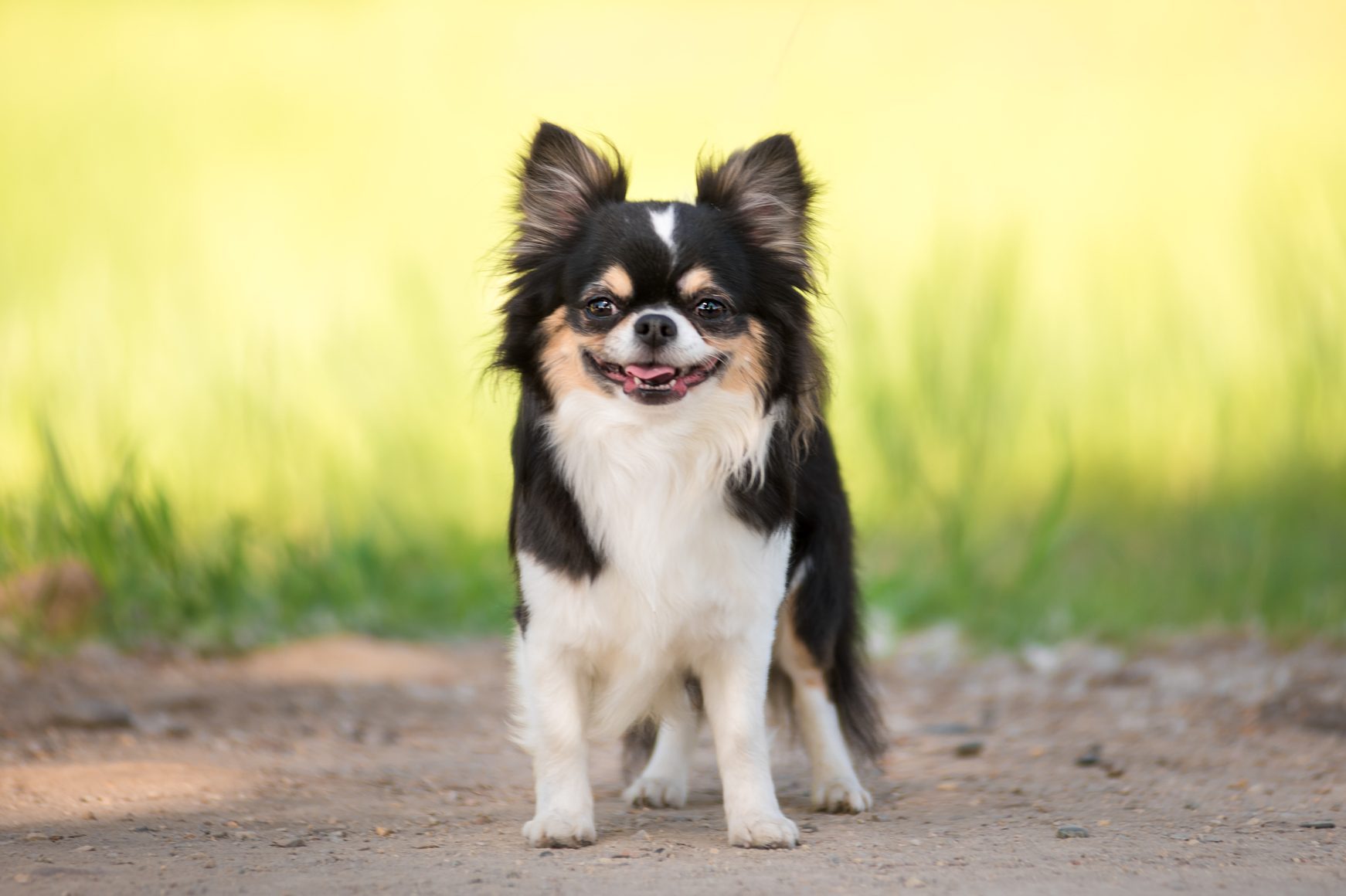  A teacup chihuahua dog smiling outside 
