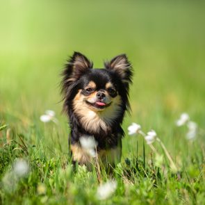 A small black and tan dog stands in a grassy field with scattered white flowers under bright sunlight.