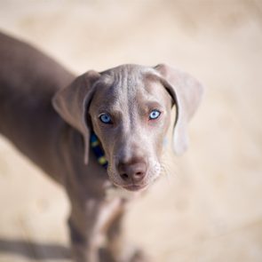 A gray puppy with striking blue eyes looks up inquisitively on a sandy, blurred background.