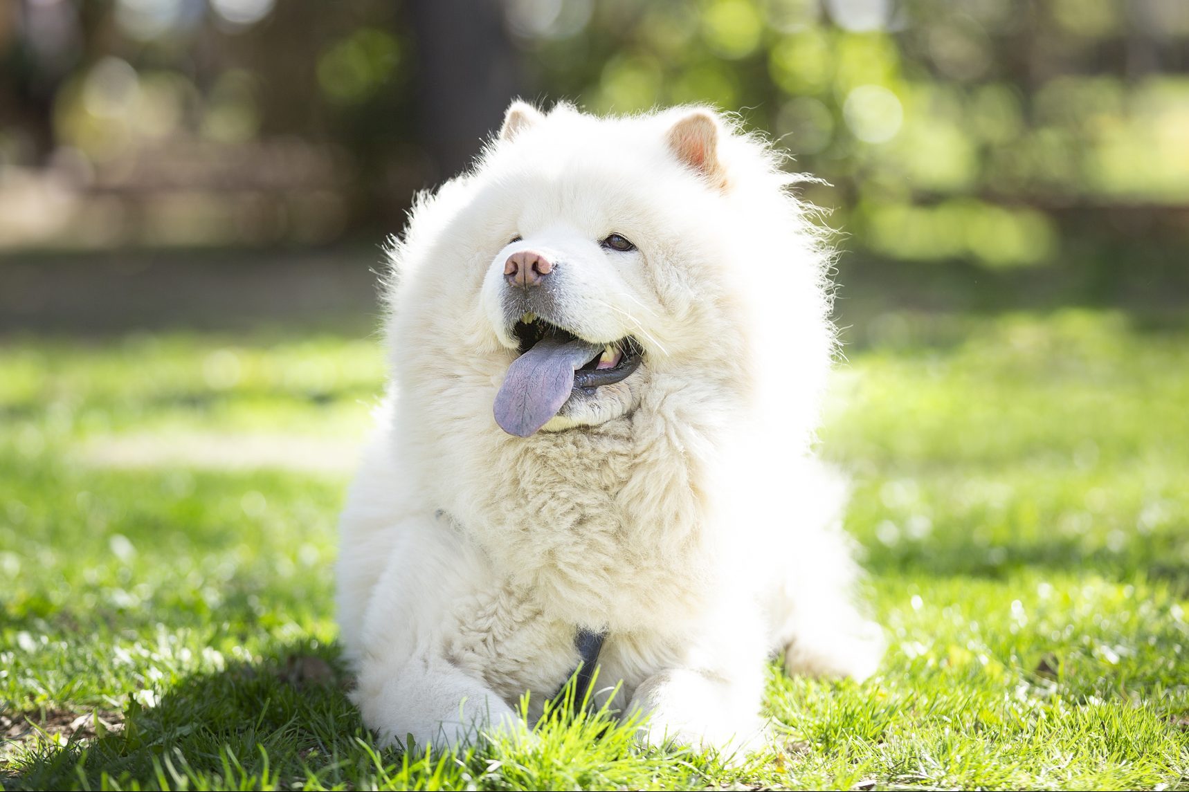 24 Fluffy Dog Breeds with Cloud-Like Coats