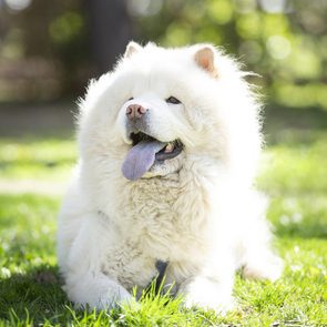 Fluffy white dog with open mouth and tongue out, resting on green grass in a sunlit park setting.