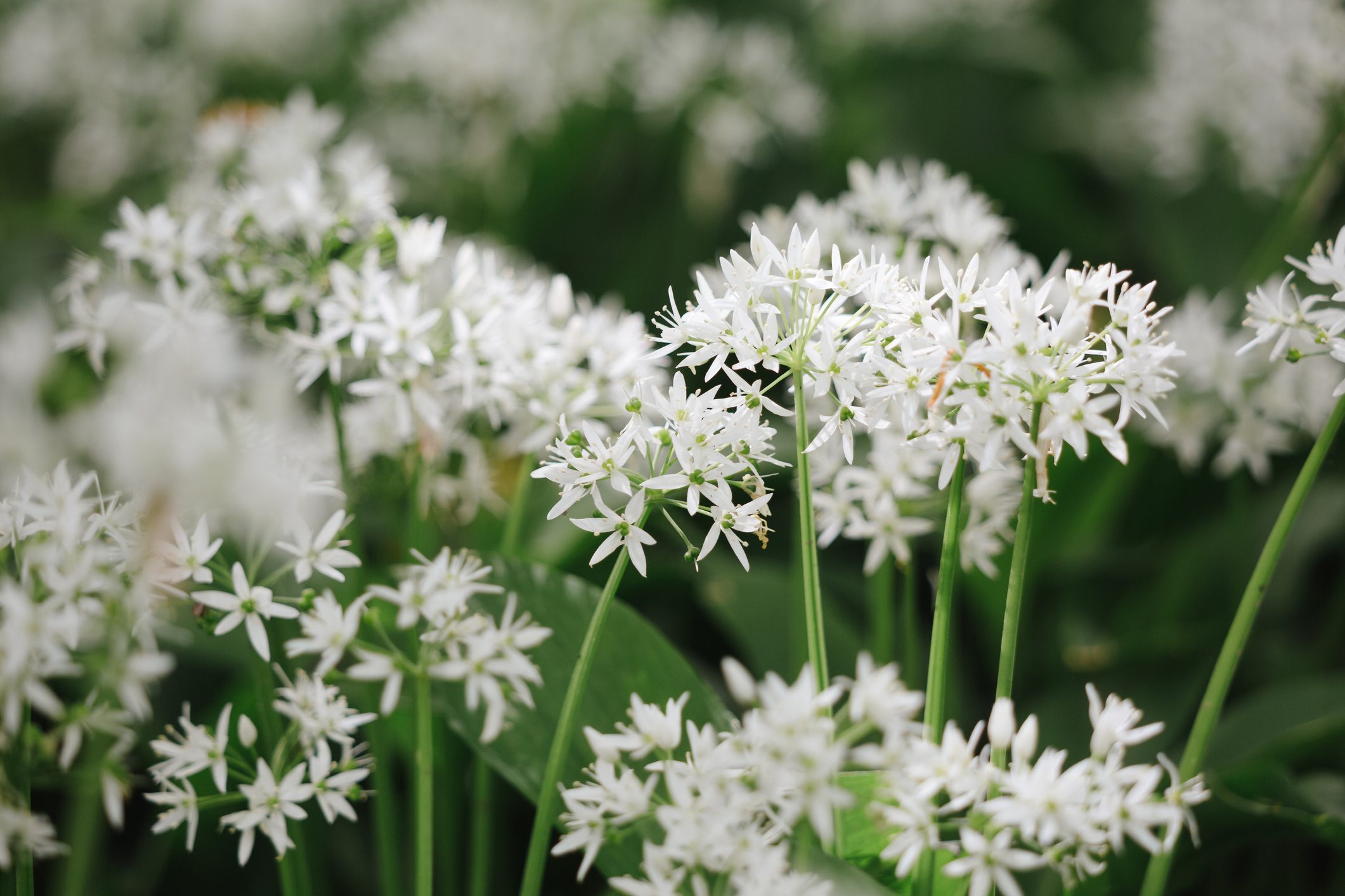 Patch of wild garlic flowers