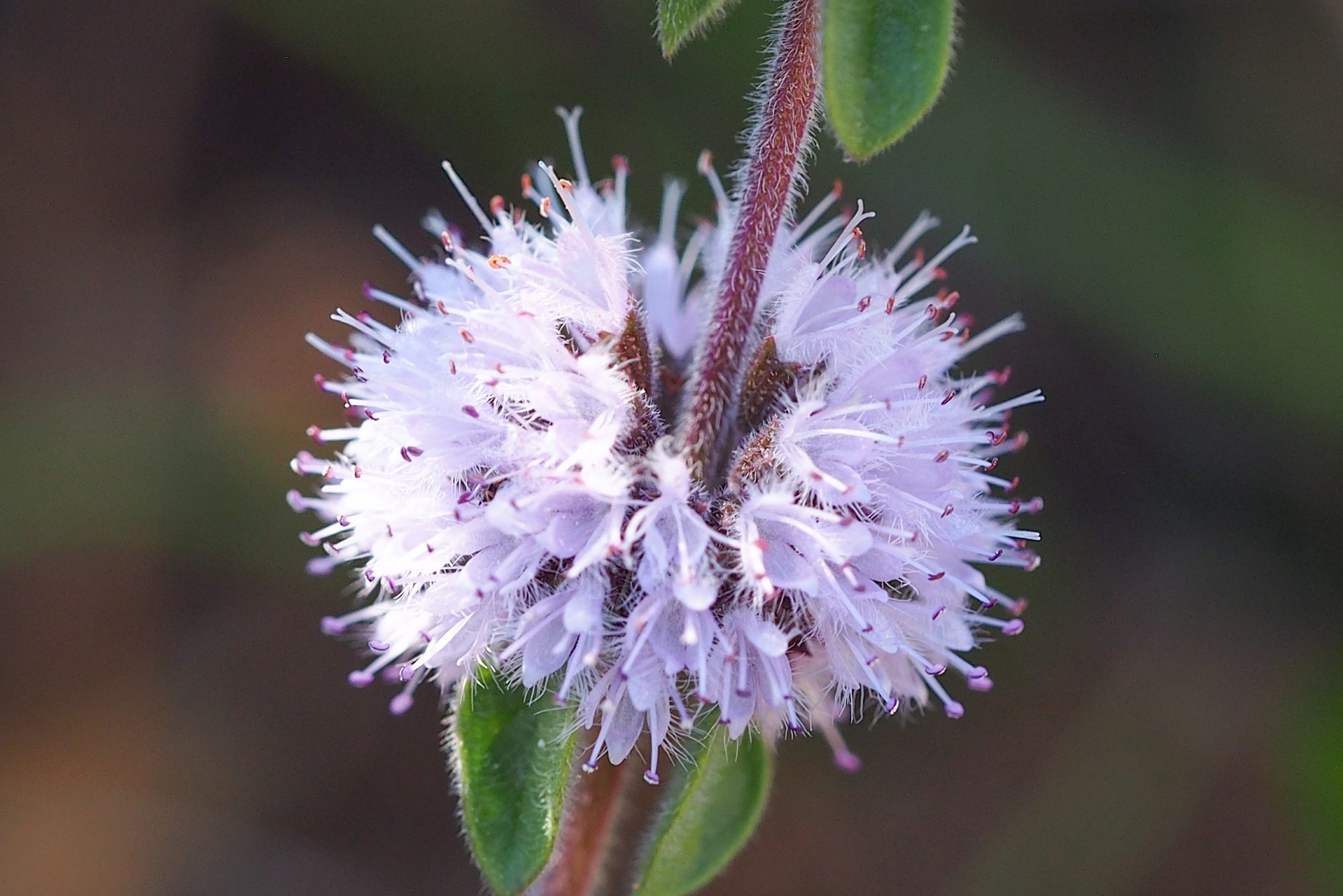 Pennyroyal (Mentha pulegium)