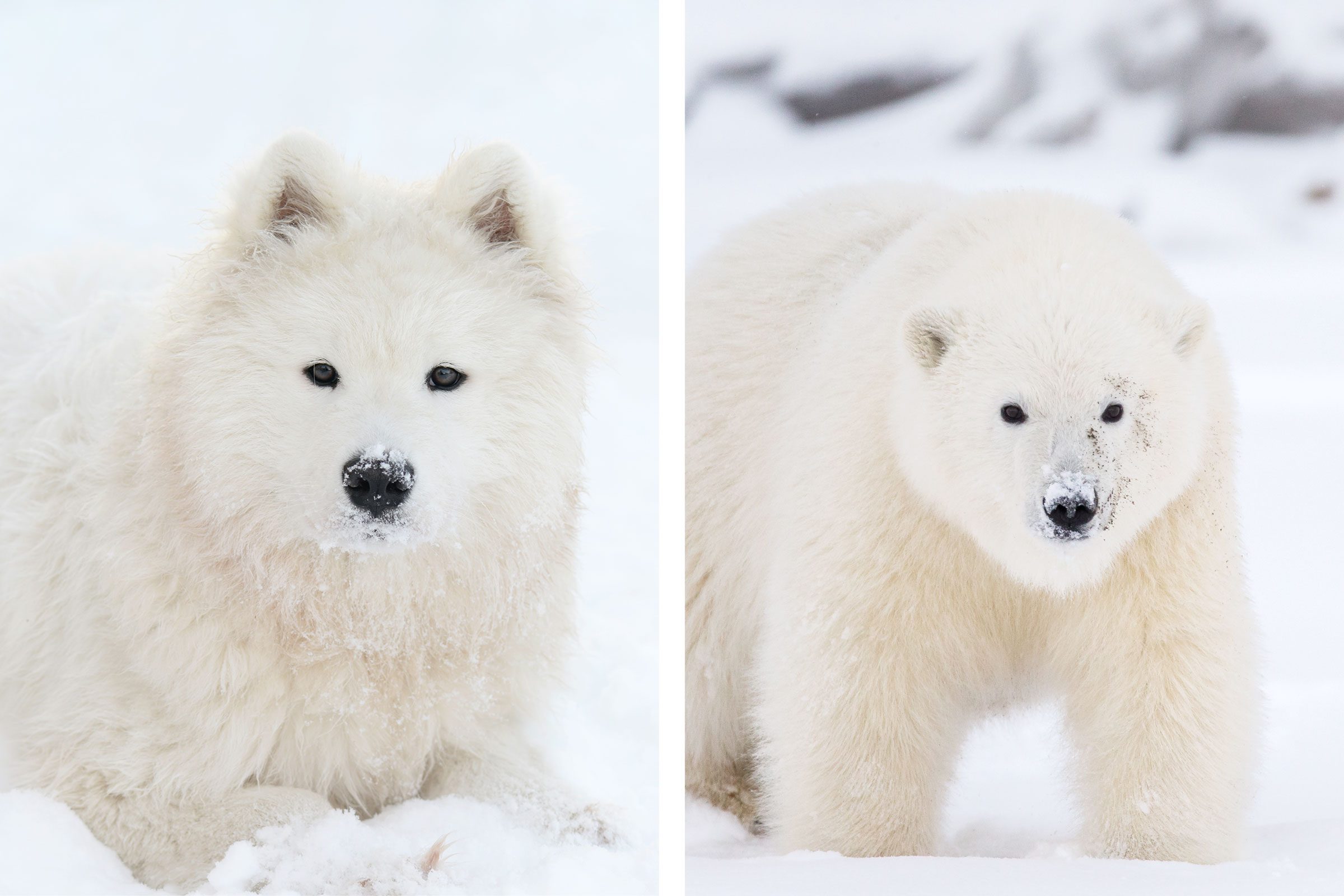 15 Dogs That Look Like Bears You’ll Want to Cuddle ASAP