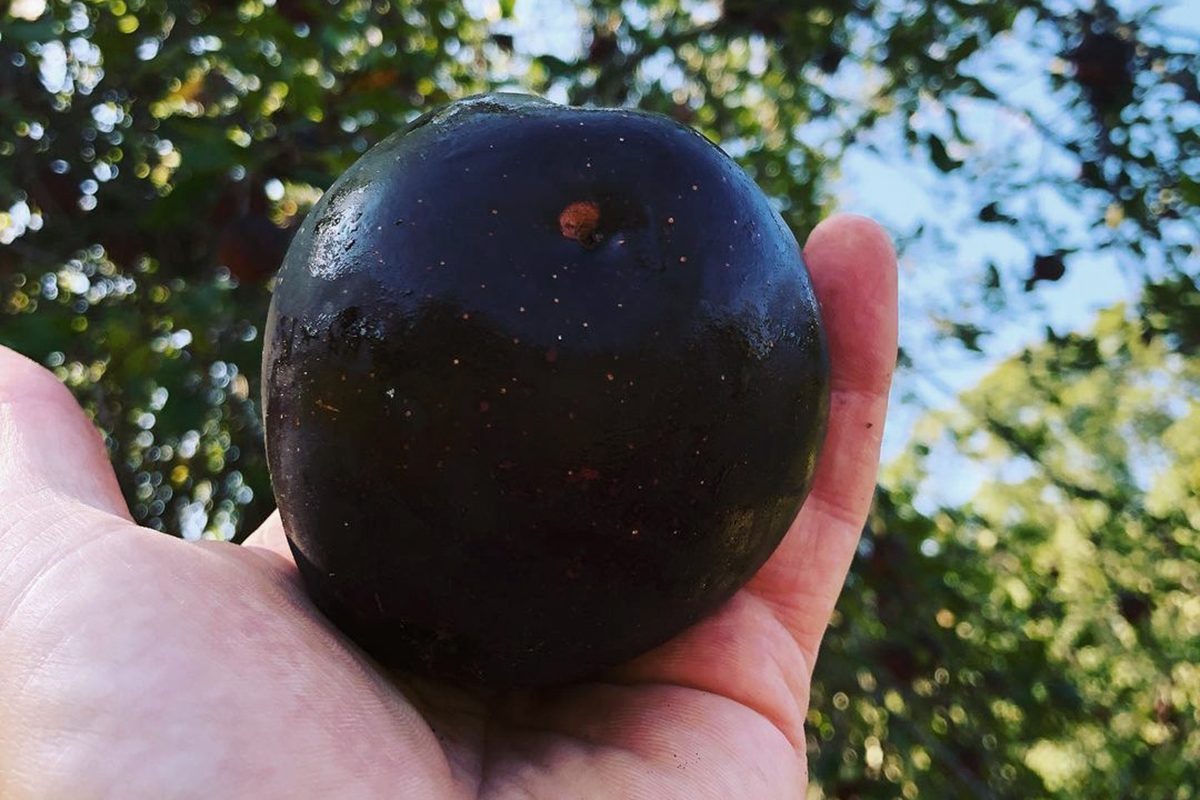 Black Diamond Apples Cost at Least $7 Each—Here’s Why