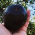 Black Diamond Apples Cost at Least $7 Eachâ€”Hereâ€™s Why