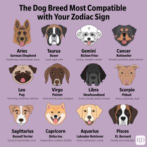 Illustrated dog faces match zodiac signs, each labeled with traits; Aries to Pisces features breeds like German Shepherds and Labradors, describing personality compatibility.