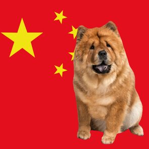 Chow Chow dog sits against a bright red background featuring yellow stars resembling the flag of China.