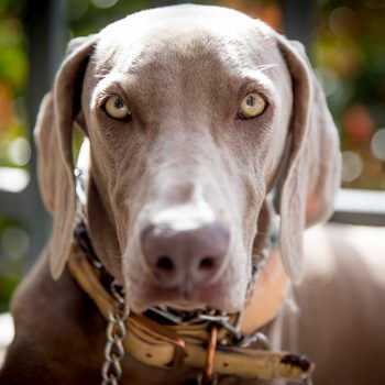 Dog stares forward wearing a collar and chain, in an outdoor setting with blurred greenery behind.
