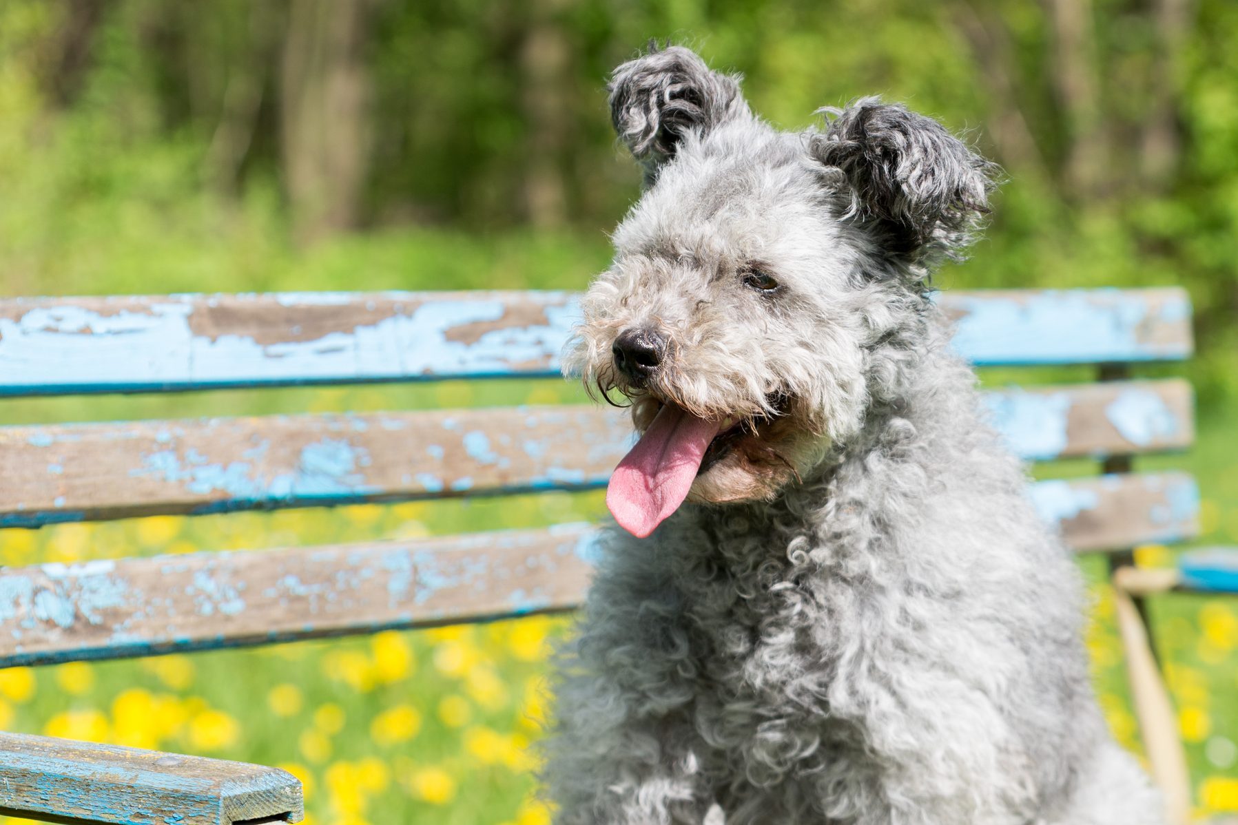 A Pumi breed dog sitting on a bench