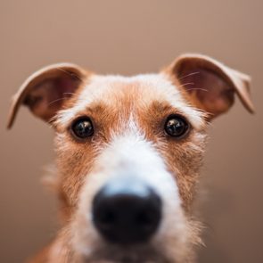 Dog stares intently, focusing directly at the camera with wide eyes. Neutral background provides a clear view of the dog's facial features.