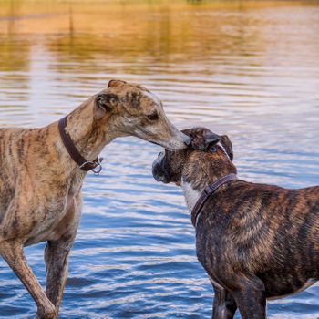 Two dogs nuzzle affectionately while standing in shallow water by a calm lake.