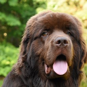 A large brown dog, tongue out, sits outdoors with a blurred green forest background.