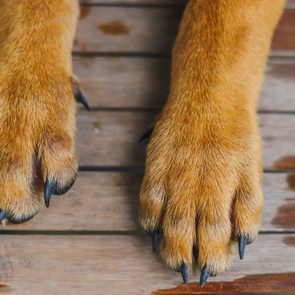 Dog's paws resting on wooden floorboards, showing short fur and black claws against the background of the brown planks.