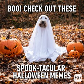 Dog sits wearing a ghost costume among carved pumpkins on autumn leaves. Text reads: 