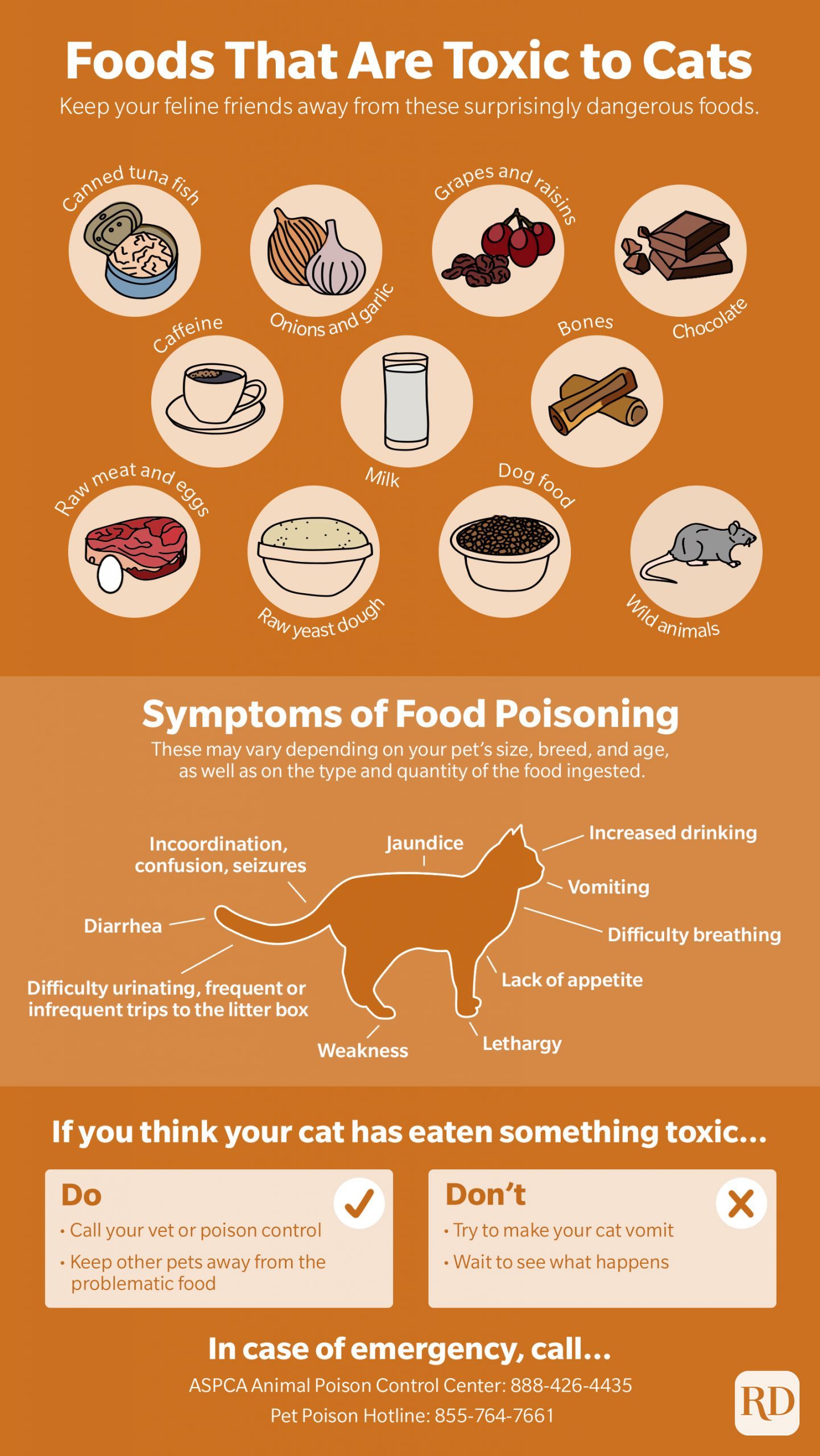 Foods that are toxic to cats infographic