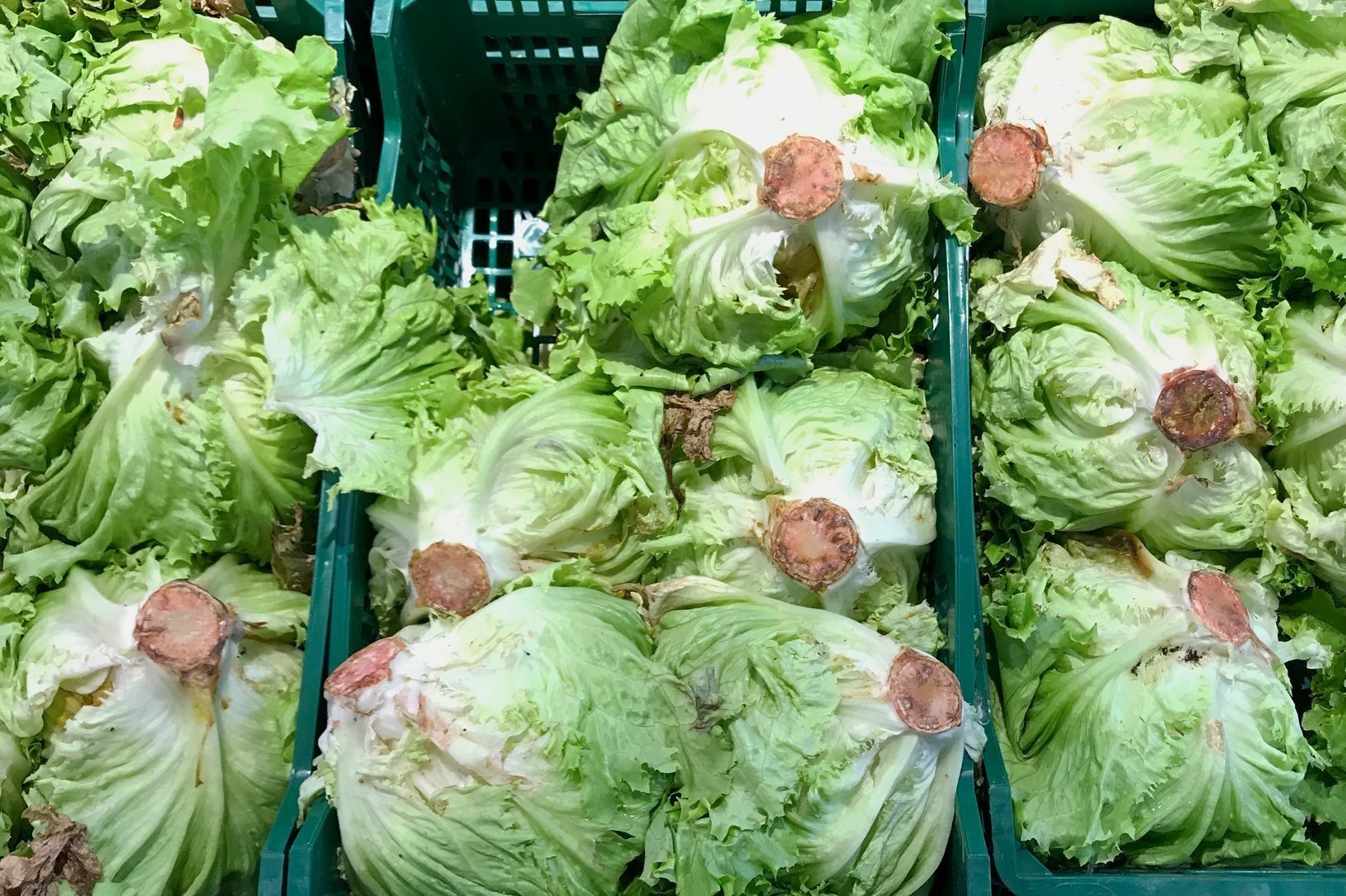 If You See Red Stuff on Your Lettuce, This Is What It Is