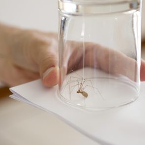 Spider trapped under glass, resting on white paper, held by a person's hand in a domestic setting.