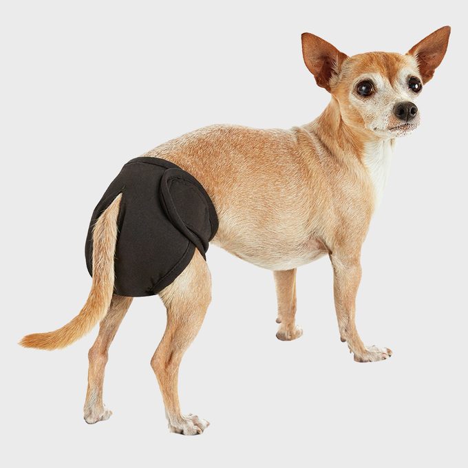 Dog wears black diaper, standing with its tail lifted. The background is plain white, accentuating the dog's focused posture.