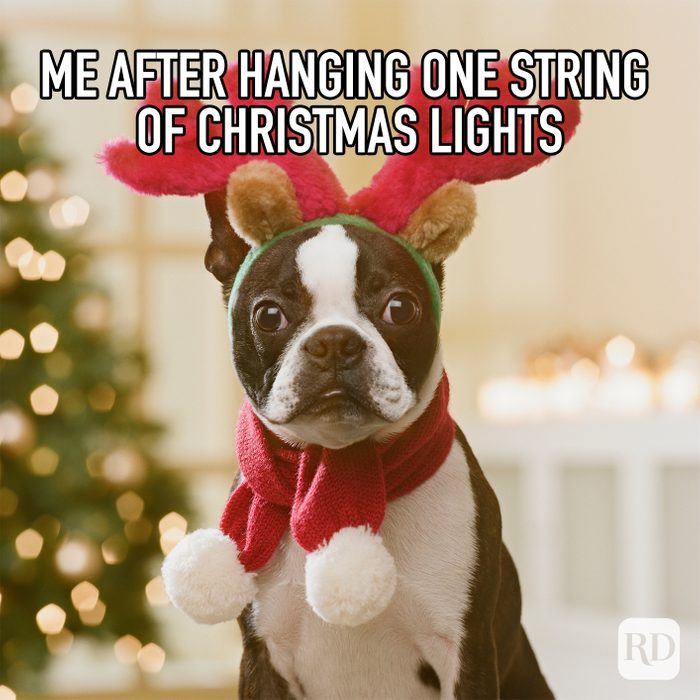 Me After Hanging One String Of Christmas Lights meme text over dog dressed up for christmas