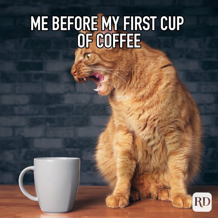 Me Before My First Cup Of Coffee meme text over image of a cat hissing