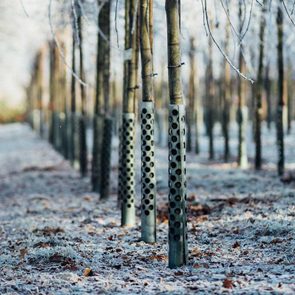 Young trees, protected by perforated tubes, stand in frosty rows amidst a wintery, leaf-strewn landscape.
