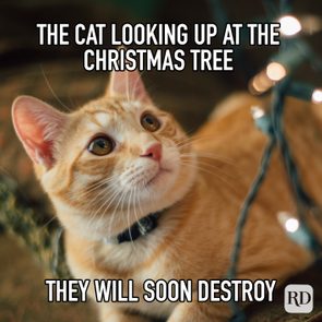 A cat gazes upward, surrounded by Christmas tree lights. Text reads: 