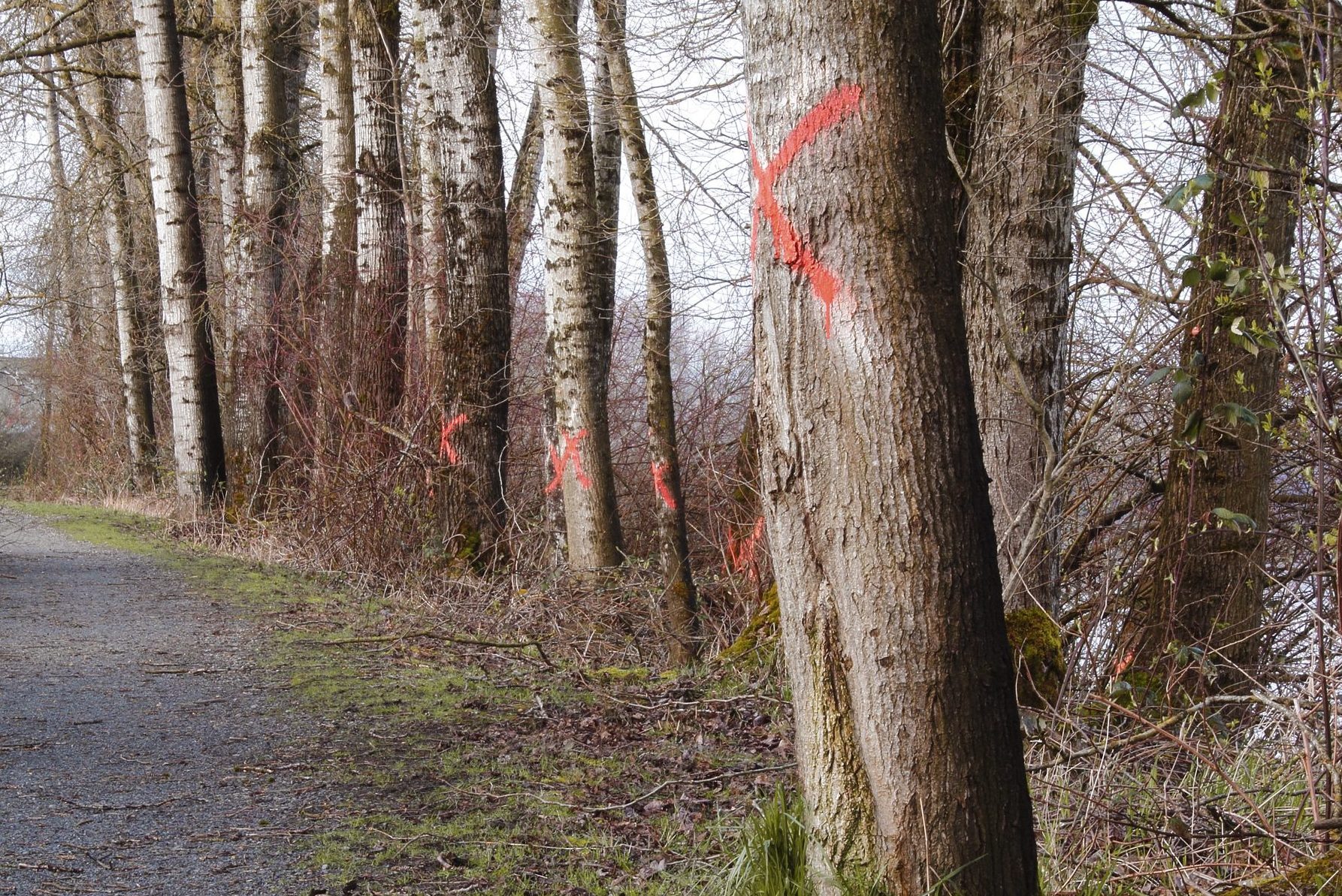 If You See Paint on Trees, This Is What It Means