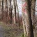If You See Paint on Trees, This Is What It Means