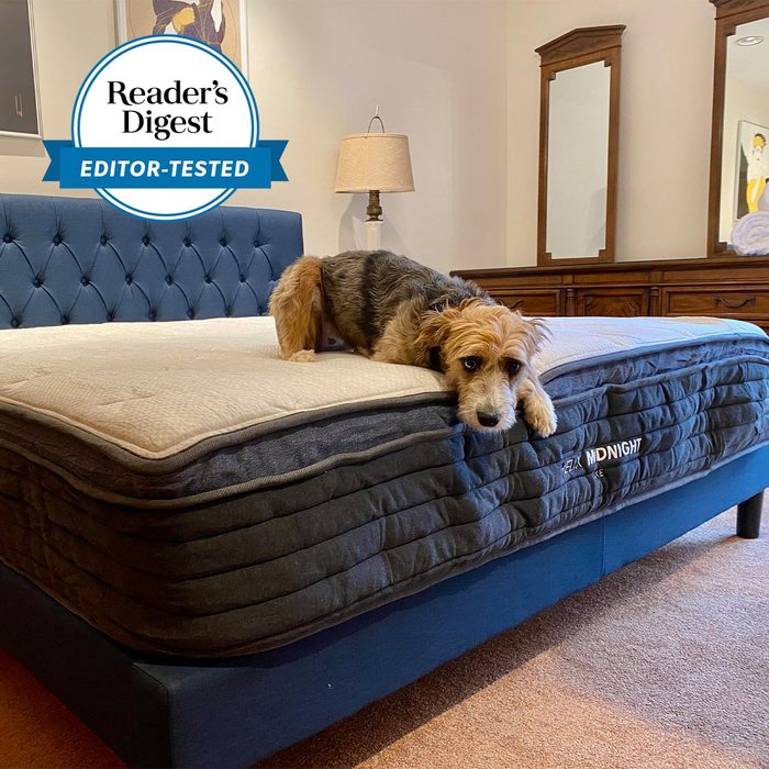 Dog rests on a large bed; cozy bedroom setting with a lamp and wooden dresser. Sign reads 