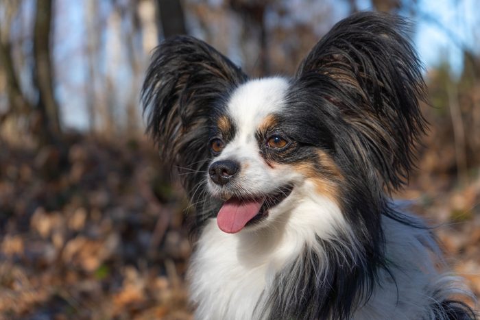 Close-Up Of Papillon Dog Looking Away