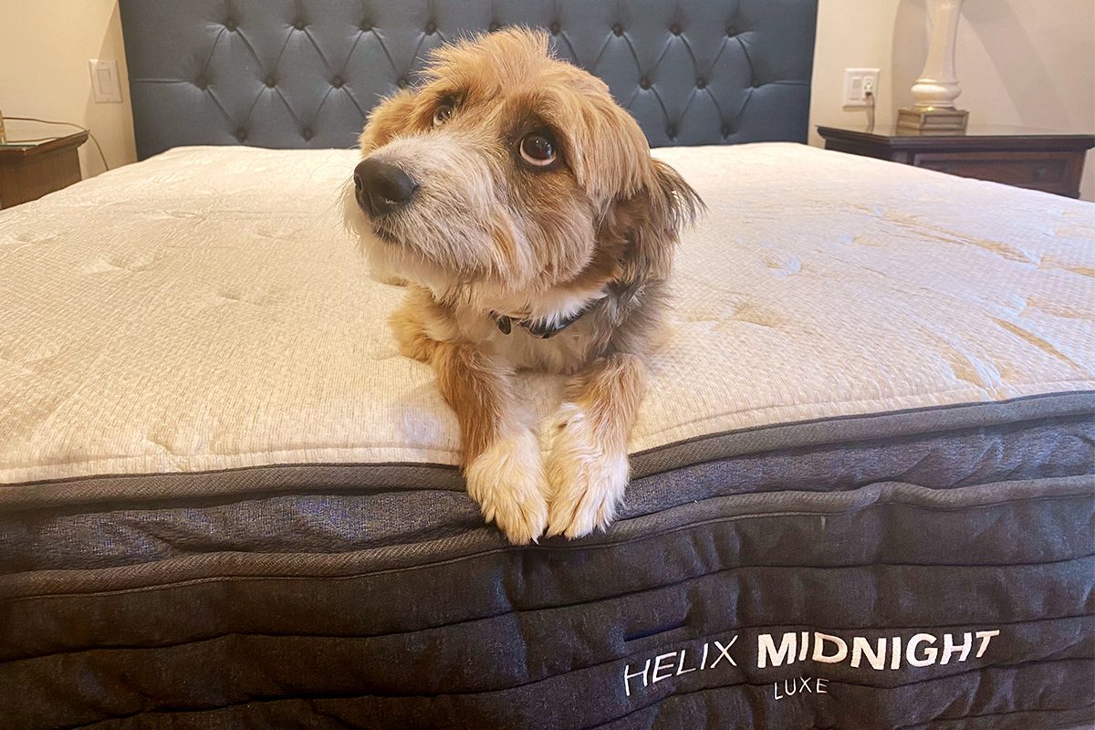 A small dog lies on a beige mattress with "HELIX MIDNIGHT LUXE" embroidered, in a bedroom with a blue headboard and nightstand.
