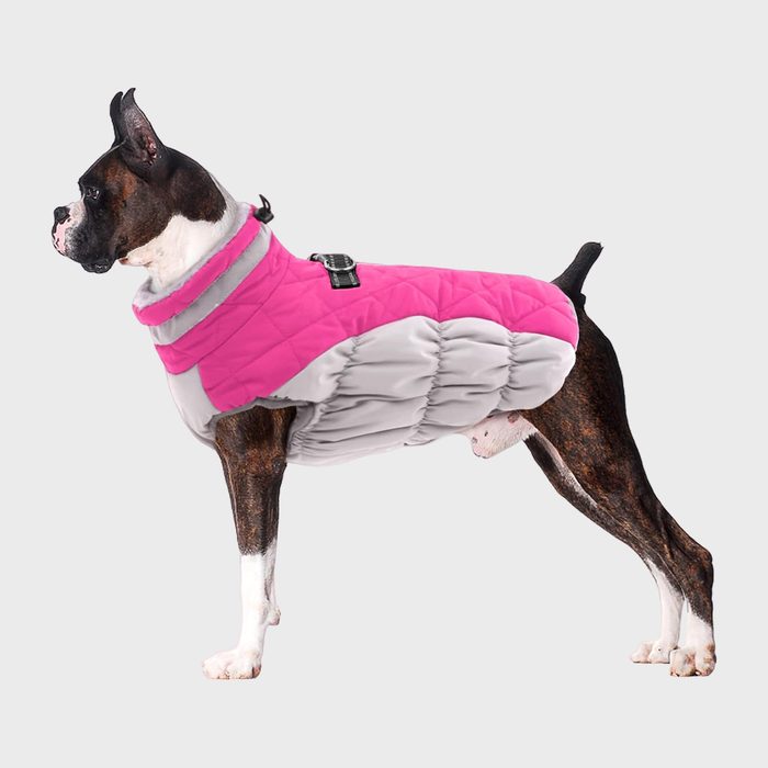 Dog wearing a pink and gray quilted jacket stands against a plain, light gray background.