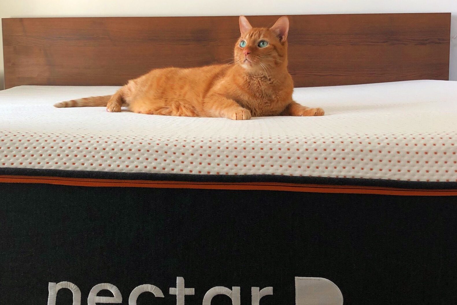 Cat lounging on a bed with a wooden headboard; "nectar" is printed on the mattress, adding a cozy, homely feel.