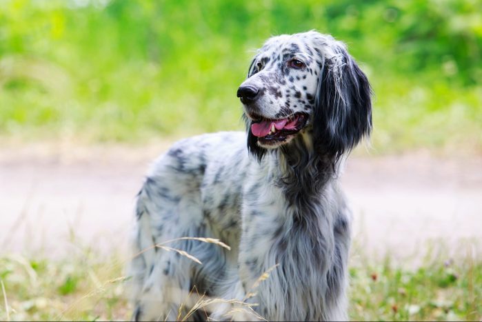 Dog breed English Setter