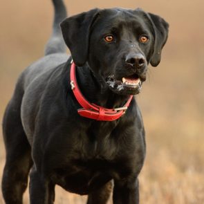 Black Labrador Retriever stands alert in a field, wearing a red collar, with a blurred brown background.