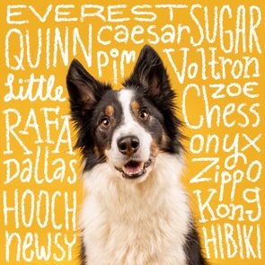 Dog sits smiling against a yellow background, surrounded by handwritten names such as Everest, Quinn, Caesar, Sugar, and more.
