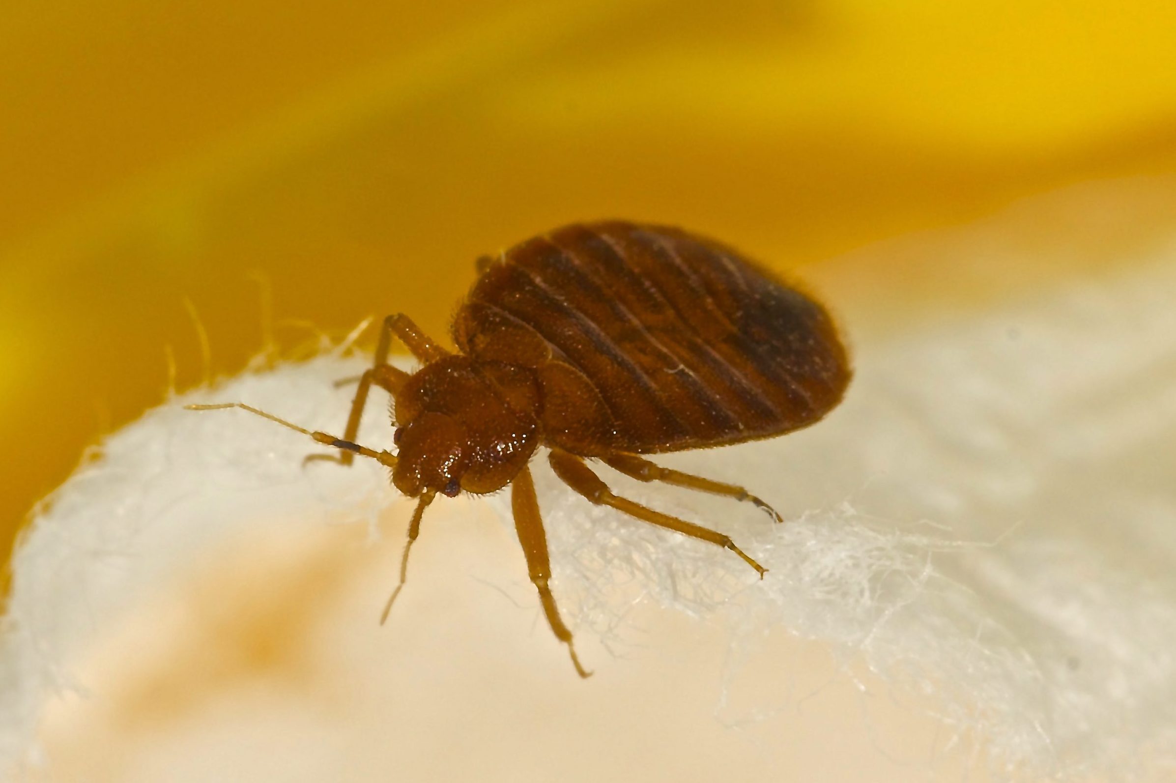 This City Has the Worst Bed Bug Infestation in America