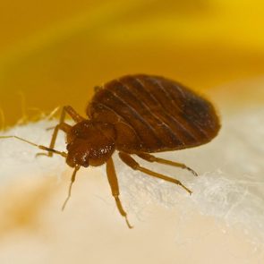 A brown bed bug crawls on a textured white surface against a blurred yellow background.