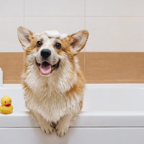 Wet corgi with soapy head stands in bathtub, surrounded by a yellow rubber duck and bottles, in a bathroom setting.