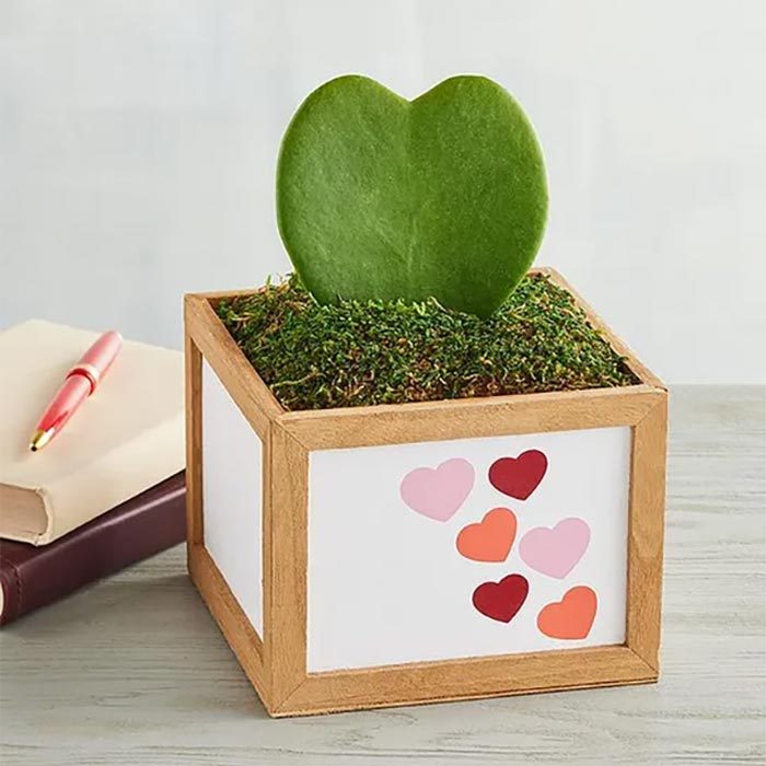 Harry & David Heart Shaped Succulent