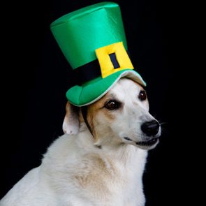 Dog wearing a large green top hat, looking attentively against a black background.