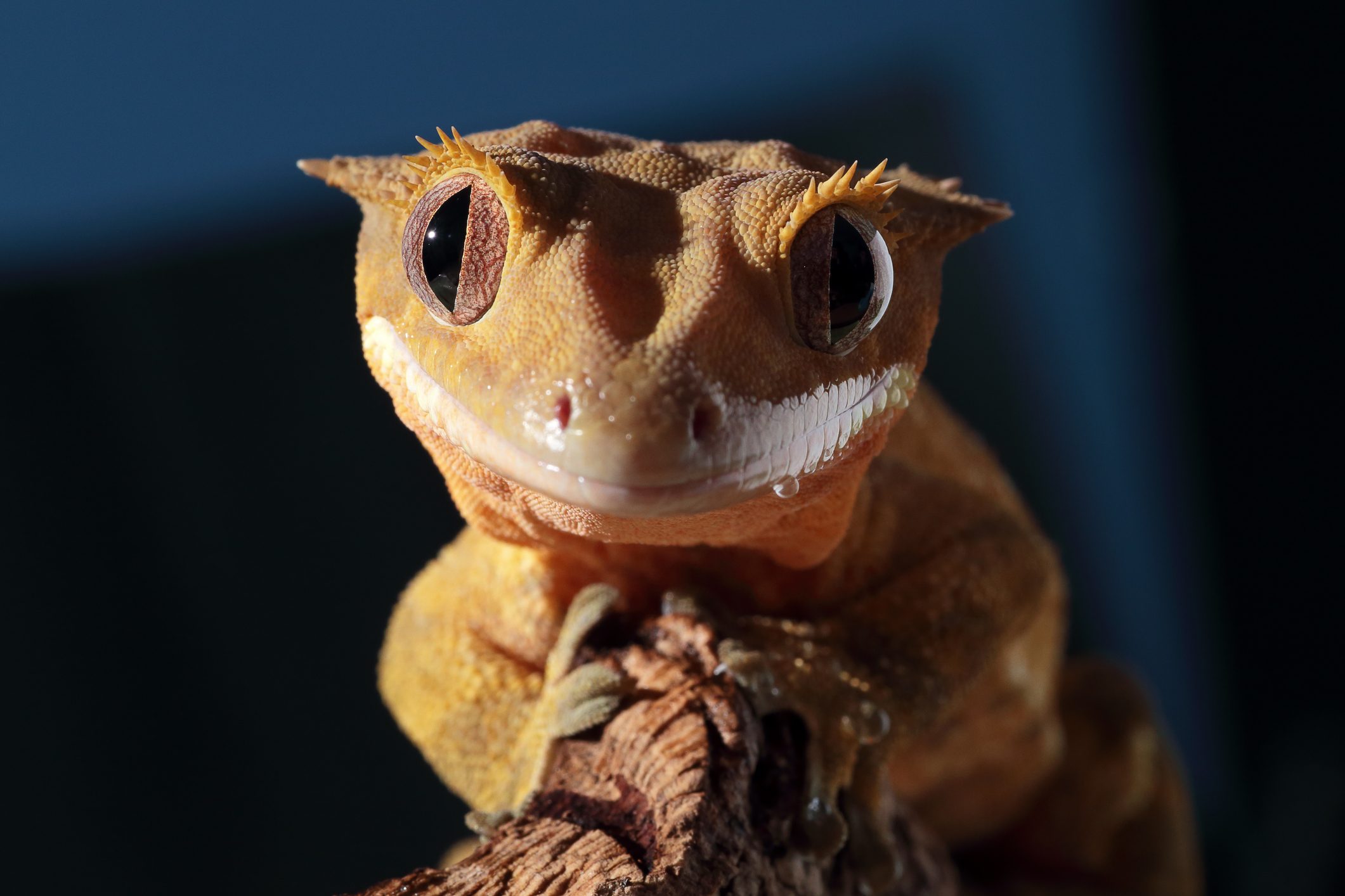 Funny portrait of a new Caledonian crested gecko (Rhacodactylus ciliatus) on dark background
