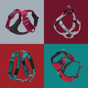 Four dog harnesses displayed, each uniquely colored, are positioned in separate quadrants against contrasting backgrounds.