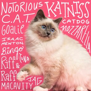 Fluffy cat poses on pink background, surrounded by whimsical white text including 
