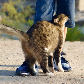 Fluffy cat rubs against person's legs outdoors, surrounded by dirt path and blurred greenery.