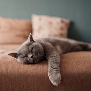 Gray cat sleeping, sprawled across a brown bed in a softly lit room with pillows in the background.