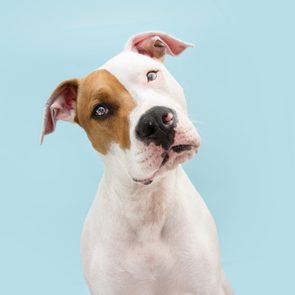 Dog tilts head inquisitively against a plain, light blue background.